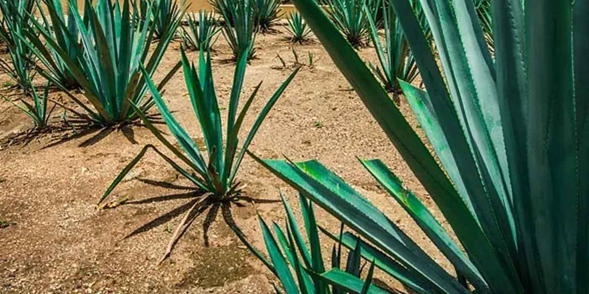 Industria Tequilera en Jalisco